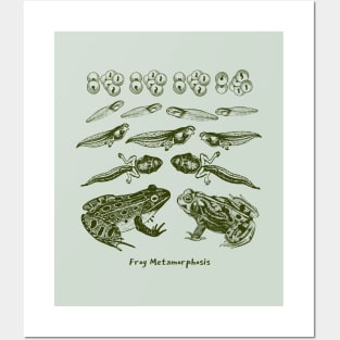 Frog Metamorphosis, From Tadpole to Frog Posters and Art